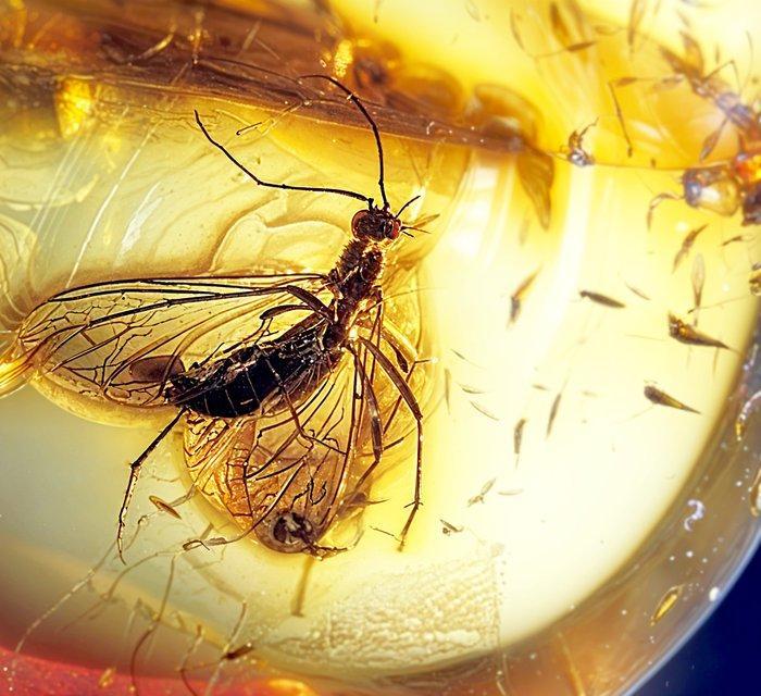 Super zeldzame scorpionfly in Baltisch amber – opvallende, Antiek en Kunst, Curiosa en Brocante
