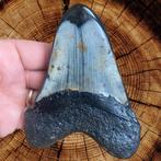 Megalodon Tand - Carcharocles Megalodon - Fossiele tand -, Verzamelen, Nieuw