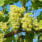 Witgele druif - Vitis vinifera ‘Vroege van der Laan’ - 60-80, Tuin en Terras, Planten | Tuinplanten, Ophalen of Verzenden
