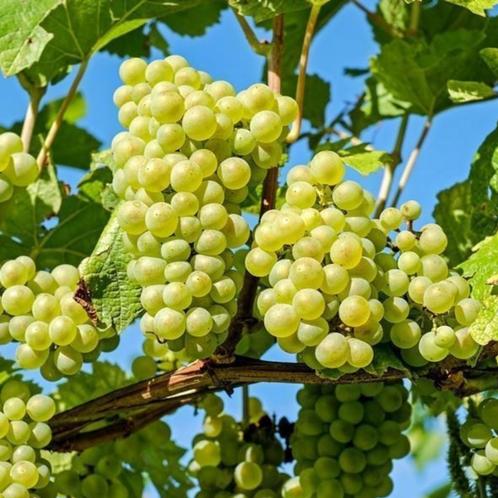 Witgele druif - Vitis vinifera ‘Vroege van der Laan’ - 40-60, Tuin en Terras, Planten | Tuinplanten, Ophalen of Verzenden