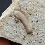 Zeereptiel - Fossiel bot - Nothosaurus sp. (Zonder