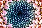 Inna Etuvgi - The Still Swirl of Gerbera