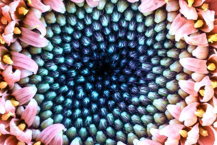 Inna Etuvgi - The Still Swirl of Gerbera, Antiek en Kunst, Kunst | Designobjecten