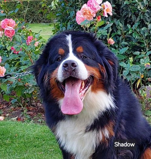 Berner sennen dekreuen met stamboom HD-A en ED-vrij getest, Dieren en Toebehoren, Honden | Dekreuen, Meerdere, Reu, CDV (hondenziekte)