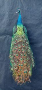 Pauw Taxidermie volledige montage - (Pavo cristatus) - 160, Nieuw