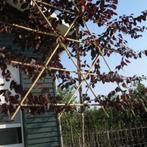 Lei-sierpruim - Prunus cerasifera Nigra - Omtrek: 10-14 cm |, Tuin en Terras, Planten | Bomen, Ophalen of Verzenden