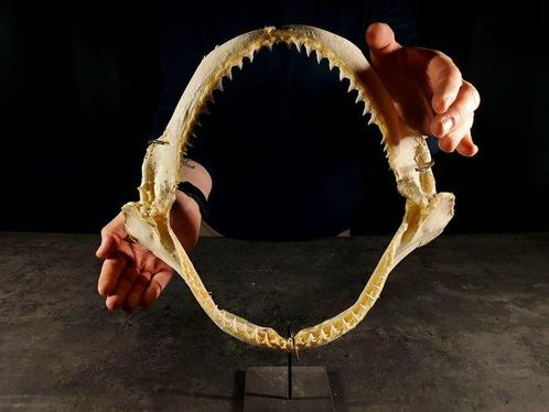 grote bek van een haaienmakreël Taxidermie volledige montage, Verzamelen, Dierenverzamelingen