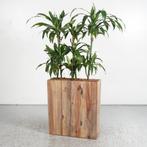 Echte plant in pot - Bruin - 170 x 66,5 cm, Ophalen of Verzenden