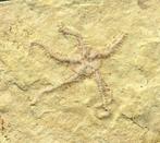 Uitstekende fossiele zeester - Natuurlijk - Gefossiliseerd, Verzamelen, Mineralen en Fossielen