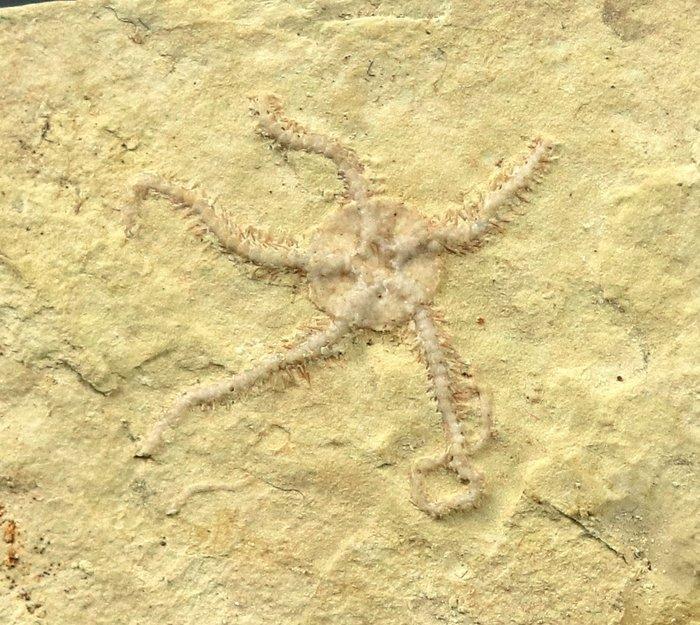 Uitstekende fossiele zeester - Natuurlijk - Gefossiliseerd, Verzamelen, Mineralen en Fossielen