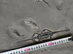 Gezin van vier - Gefossiliseerd dier - Keichousaurus - 32 cm, Verzamelen, Mineralen en Fossielen