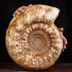 Grote fossiele ammoniet Kranaosphinctes sp. - - Fossiel, Nieuw