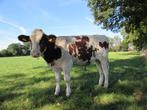 Te koop, roodbonte stier met lijsten., Dieren en Toebehoren, Mannelijk, 0 tot 2 jaar