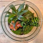 DIY terrarium - Milky Palm -  30 cm, Verzenden