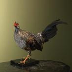 Sonnerathoen Kip Taxidermie Opgezette Dieren By Max, Verzamelen, Dierenverzamelingen, Ophalen of Verzenden, Nieuw, Vogel, Opgezet dier