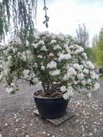 Rhododendron Cunningham  s White, Tuin en Terras, Planten | Bomen, Ophalen