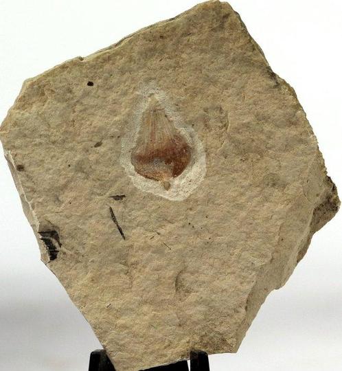 Zelden geziene versteende palmzaailing - Gefossiliseerde, Verzamelen, Mineralen en Fossielen