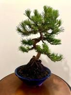 Bonsai Aleppoden (Pinus Halepensis) - Hoogte (boom): 33 cm -