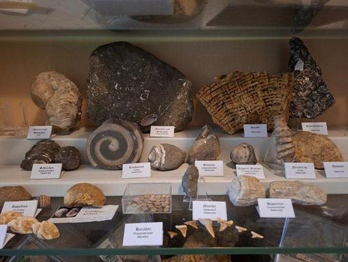 Oude fossielenverzameling met meer dan 30 stukken - Fossiele, Verzamelen, Mineralen en Fossielen