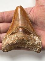 Megalodon-tand van 9,8 cm - Fossiele tand - Carcharocles