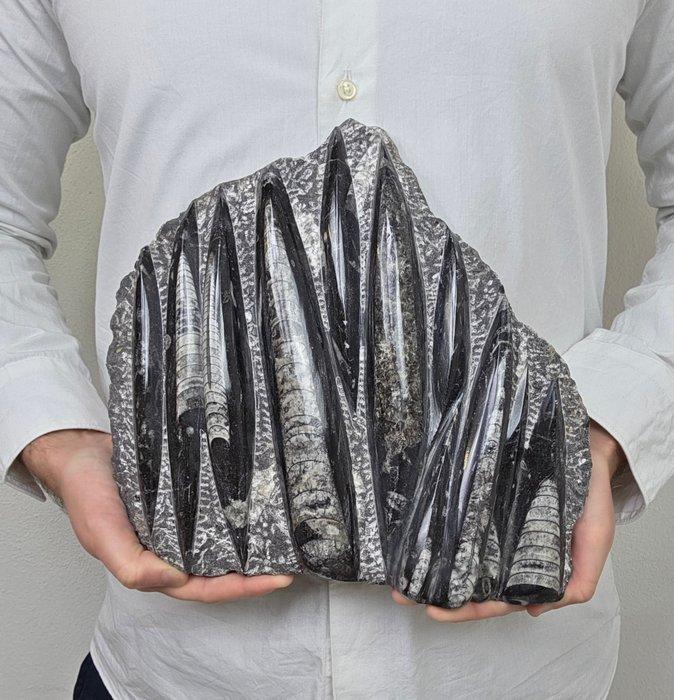 Orthoceras - Gefossiliseerd dier - 32 cm - 18 cm, Verzamelen, Mineralen en Fossielen