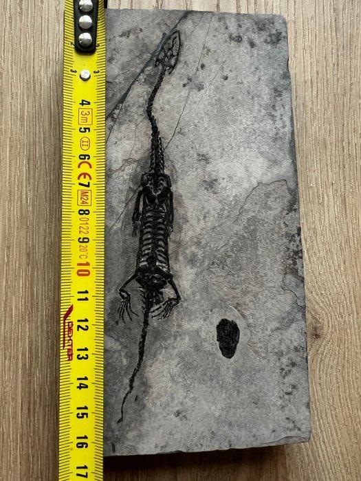 Zeereptiel - Gefossiliseerd dier - Keichousaurus - 16.3 cm -, Verzamelen, Mineralen en Fossielen
