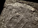 Fossiel - Fossiele matrix - Crinoidea - 19 cm - 16 cm