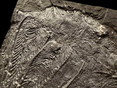 Fossiel - Fossiele matrix - Crinoidea - 19 cm - 16 cm, Verzamelen, Mineralen en Fossielen