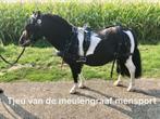 Nieuw!! lederen marathontuig tuig mentuig mini shet tm full