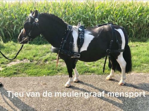 Nieuw!! lederen marathontuig tuig mentuig mini shet tm full, Dieren en Toebehoren, Paarden en Pony's | Hoofdstellen en Tuigage