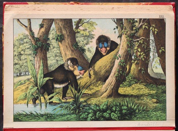 . - Schreiber`s Bilder-Werke für Den, Antiek en Kunst, Antiek | Boeken en Bijbels