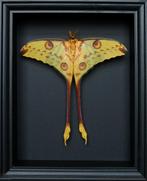 Mot Taxidermie volledige montage - Argema mittrei - 25 cm -, Nieuw