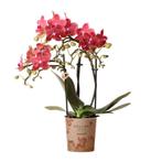 Kolibri Orchids | rode Phalaenopsis orchidee - Congo - potma, Verzenden, Nieuw
