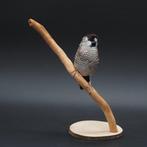 Ceresamadine Taxidermie volledige montage - Aidemosyne, Verzamelen, Dierenverzamelingen, Nieuw