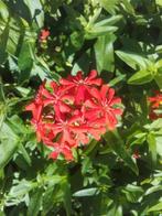 Brandende liefde Lychnis chalcedonica, Zomer, Vaste plant, Ophalen of Verzenden, Volle zon