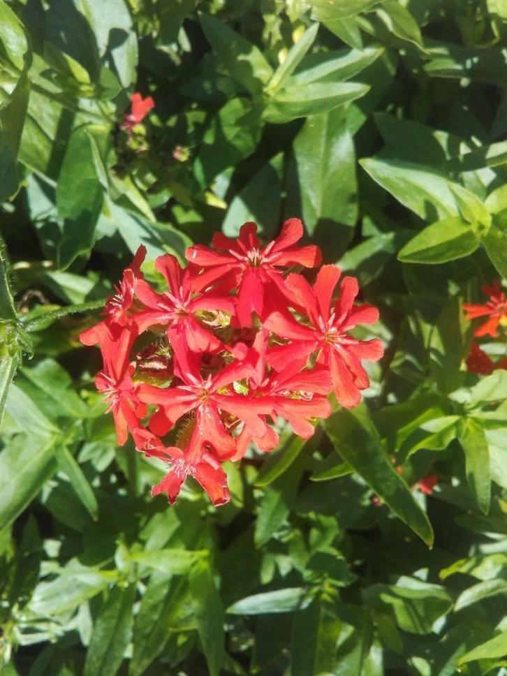 Brandende liefde Lychnis chalcedonica, Tuin en Terras, Planten | Tuinplanten, Vaste plant, Volle zon, Zomer, Ophalen of Verzenden