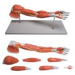 Anatomie model spieren arm en schouder, 7-delig, Sport en Fitness, Overige Sport en Fitness, Nieuw, Verzenden