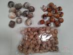 Shell Pila Ampullacea 4+ cm 12 stuks schelpen, Hobby en Vrije tijd, Knutselen, Ophalen of Verzenden, Nieuw