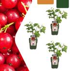 Zelf bessen kweken in eigen tuin?  3 Moestuin Planten, Tuin en Terras, Planten | Tuinplanten, Vaste plant, Verzenden, Halfschaduw