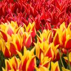 20x Tulpenbollen Fire Wings – Rood-Geel Gevlamde Tulp, Verzenden