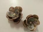 Haliotis Pulcherrima schelpjes 1 kilo, Hobby en Vrije tijd, Ophalen of Verzenden, Nieuw