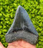 Megalodon - Fossiele tand - 12 cm - 10 cm, Verzamelen, Mineralen en Fossielen