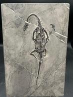 Zeereptiel - Fossiele matrix - Keichousaurus sp. - 26 cm -