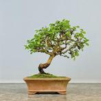 Chinese iep bonsai (Ulmus parviflora) - Hoogte (boom): 20 cm, Antiek en Kunst