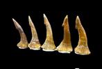 Haai - Fossiele tand - Tiburon Sierra - 0 cm - 0 cm (Zonder, Verzamelen, Mineralen en Fossielen