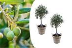 Set van 2 olijfbomen op stam incl. mand (45 - 55 cm), Tuin en Terras, Planten | Bomen