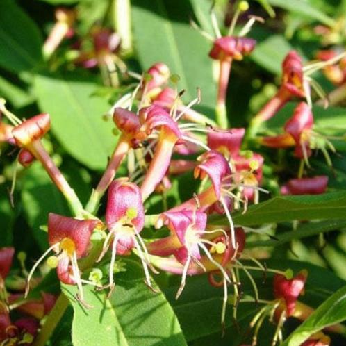 Lonicera henryi - 80-100 cm, Tuin en Terras, Planten | Tuinplanten, Ophalen of Verzenden