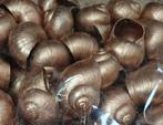 Landsnail small copper 250 gram Landslak schelp, Ophalen of Verzenden, Nieuw