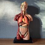 Anatomisch model - Plastic - Eind 20e eeuw