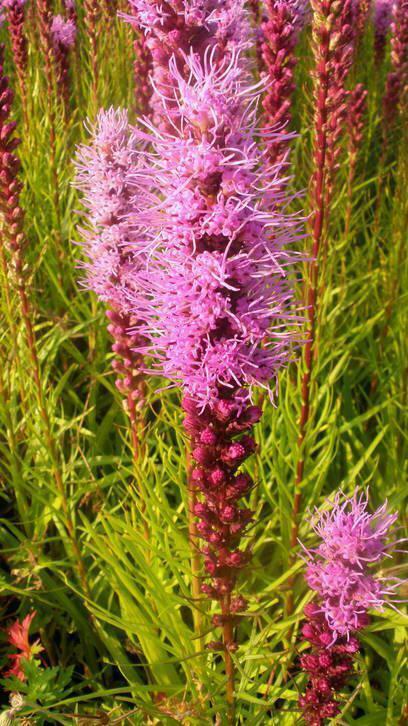 Liatris spicata , wit en paars , lampepoetser  P9, Tuin en Terras, Planten | Tuinplanten, Vaste plant, Volle zon, Zomer, Verzenden